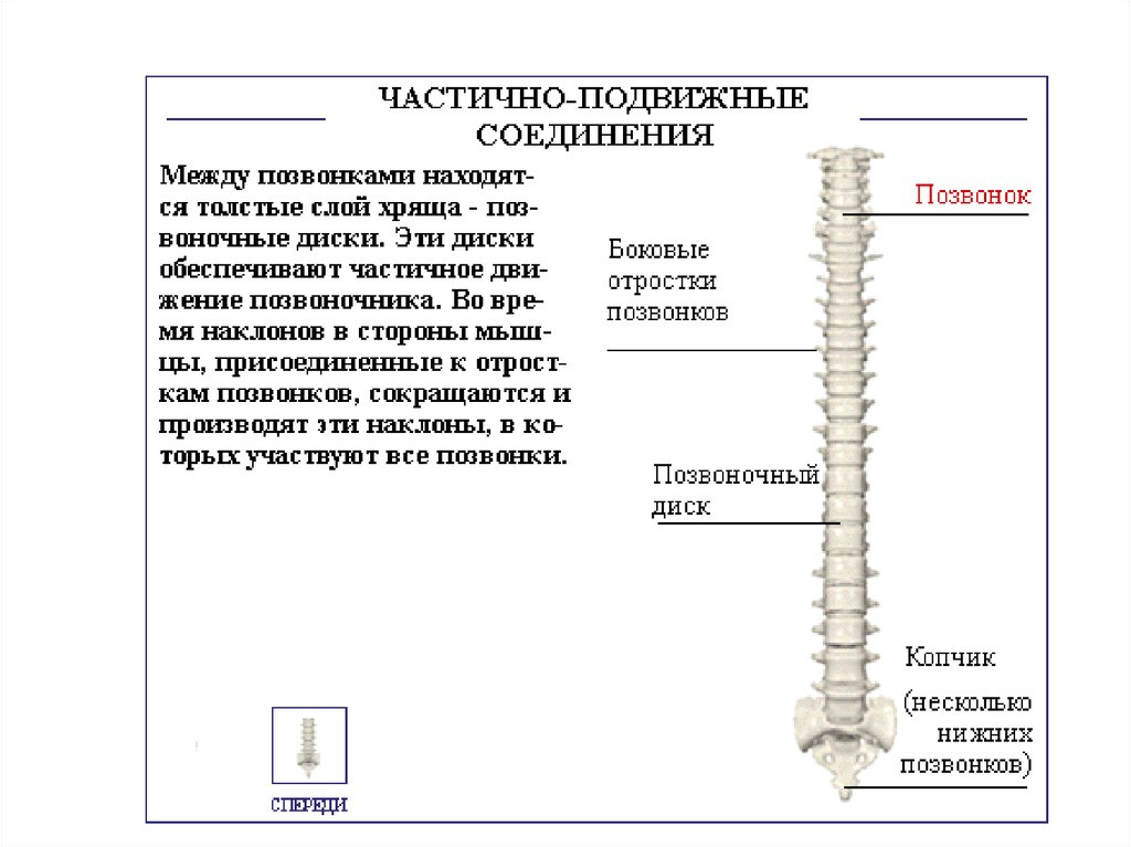 6 позвоночник. Тип соединения позвоночника. Позвонки Тип соединения. Подвижные соединения позвоночника. Подвижное соединение позвонков.