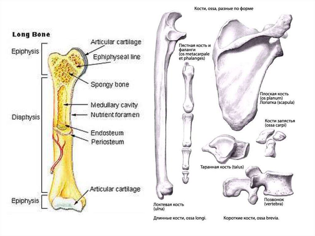 Короткие кости. Примеры коротких костей. Короткие кости строение. Системы опоры для костей.