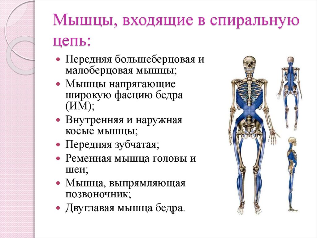 Мышечные поезда. Миофасциальные цепи схема анатомические поезда. Мышечно фасциальные цепи Майерс. Латеральная миофасциальная цепь мышцы. Глубинная мышечная фасциальная цепь.