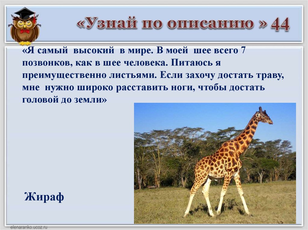 Понять описание. Узнай по описанию. Узнай по описанию картинки. Сколько позвонков у жирафа. Описание по.