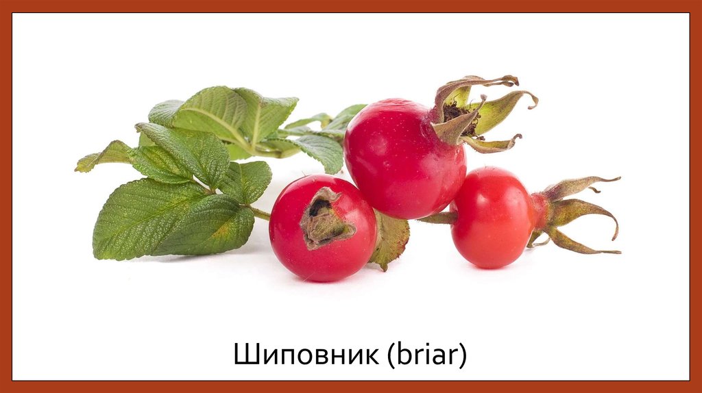 Шиповник (briar)