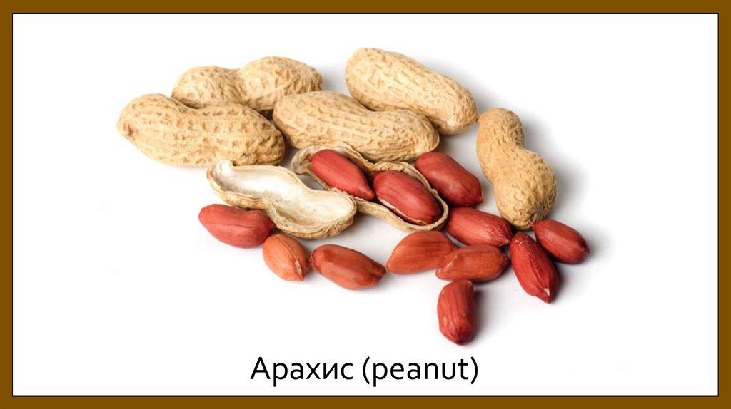 Арахис (peanut)