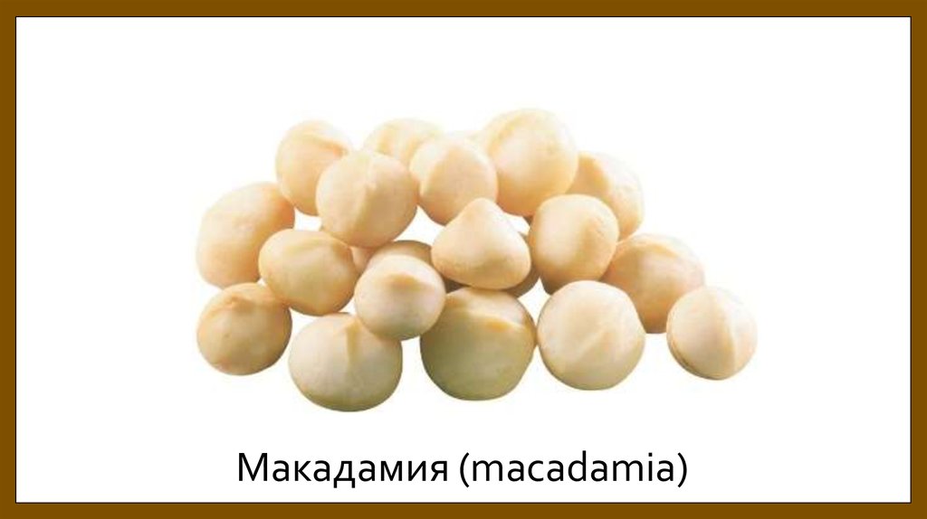 Макадамия (macadamia)