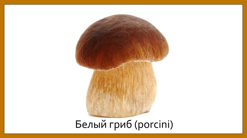 Белый гриб (porcini)