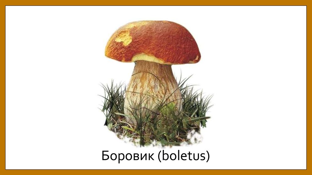 Боровик (boletus)
