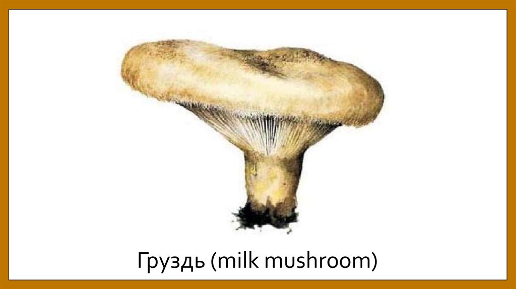 Груздь (milk mushroom)