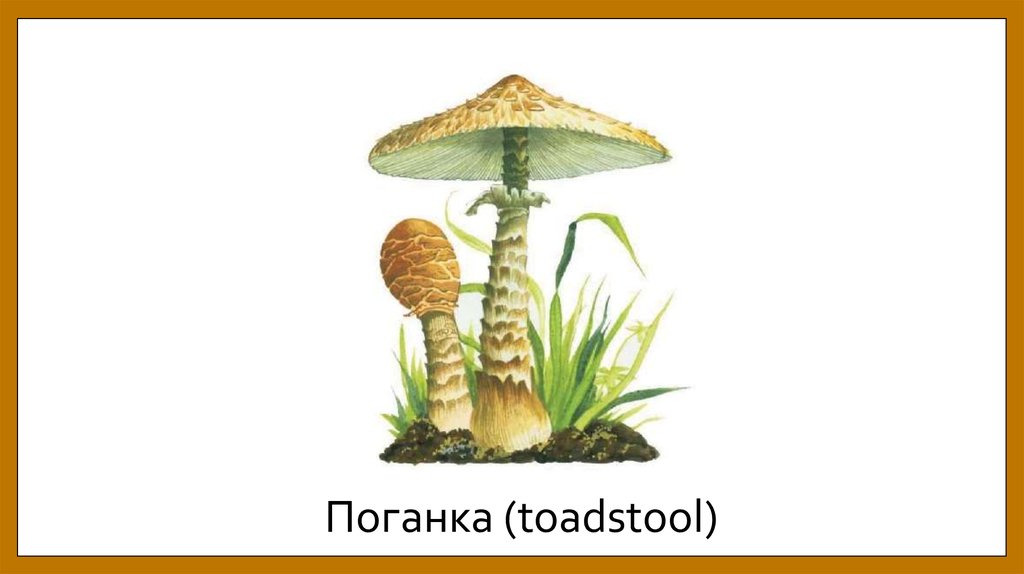 Поганка (toadstool)