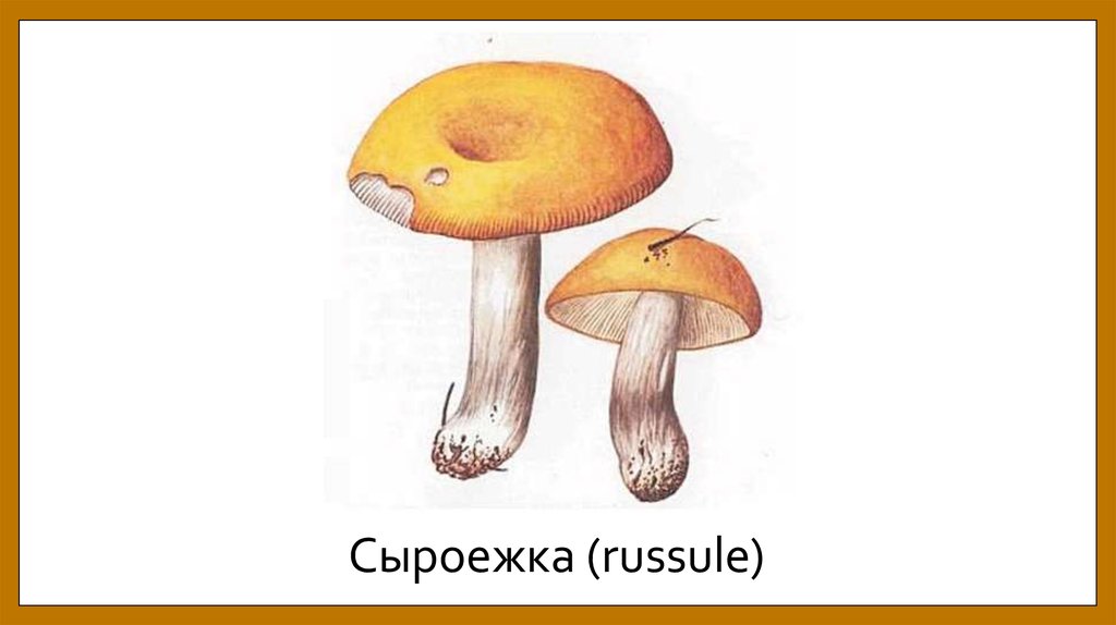 Сыроежка (russule)