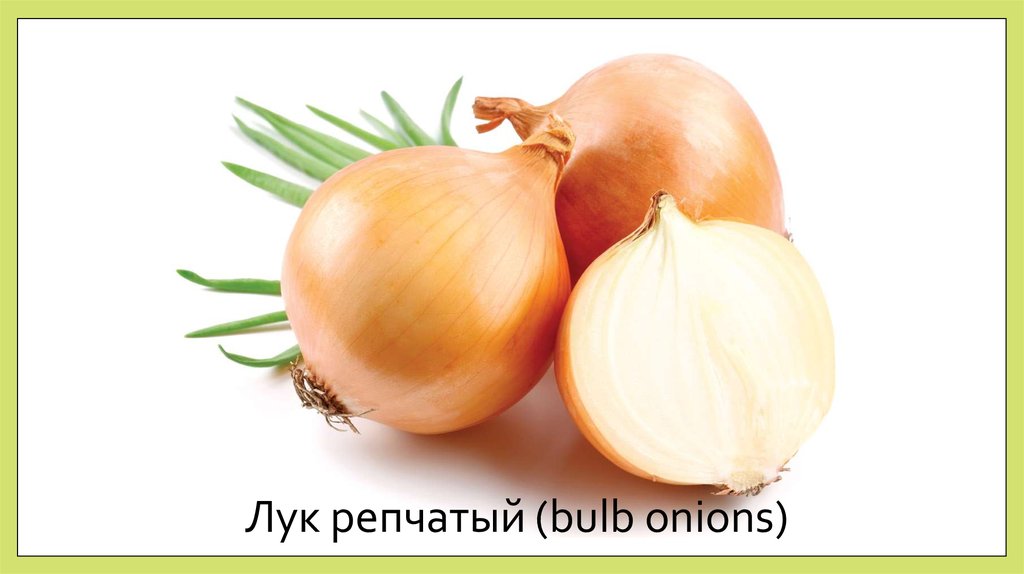 Лук репчатый (bulb onions)