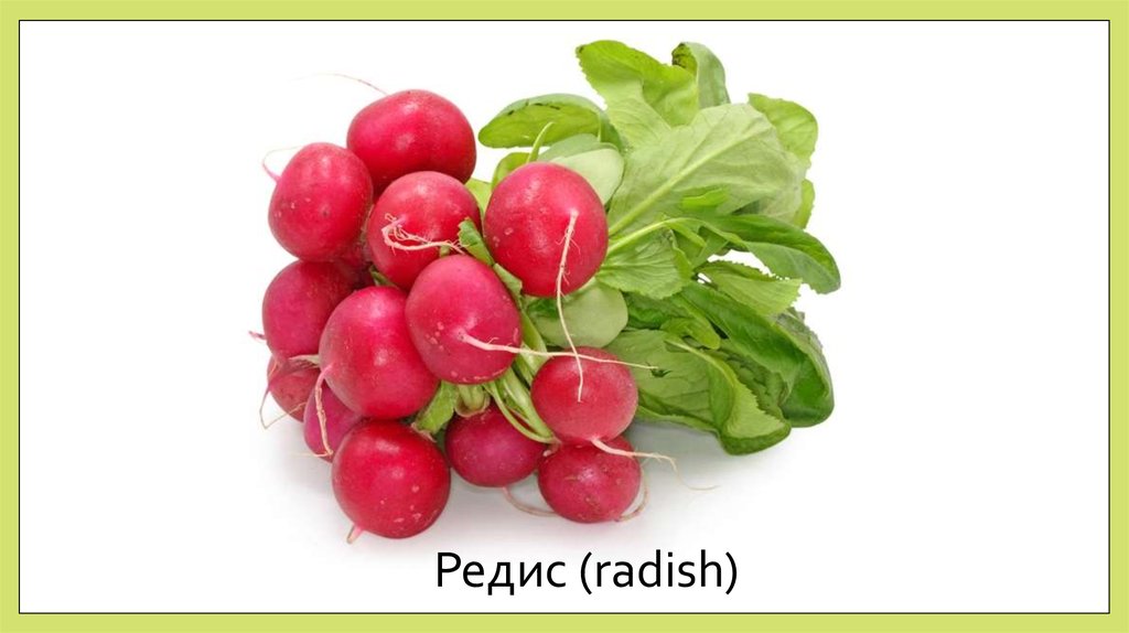 Редис (radish)
