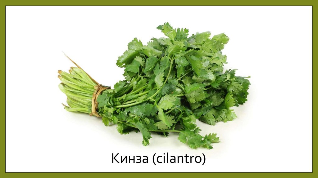 Кинза (cilantro)