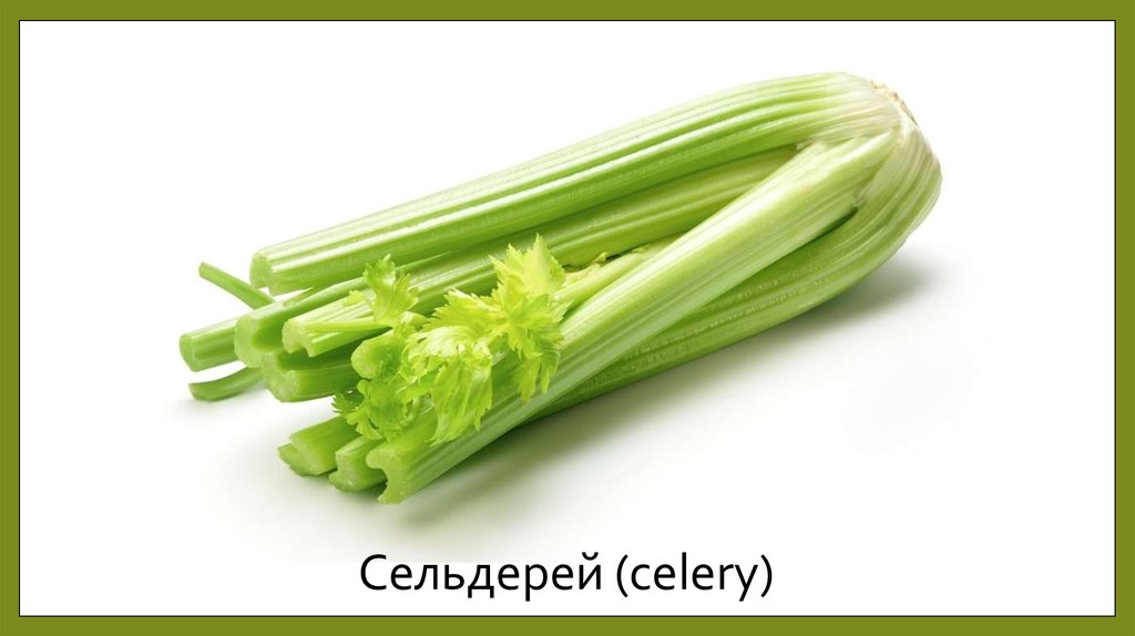 Сельдерей (celery)