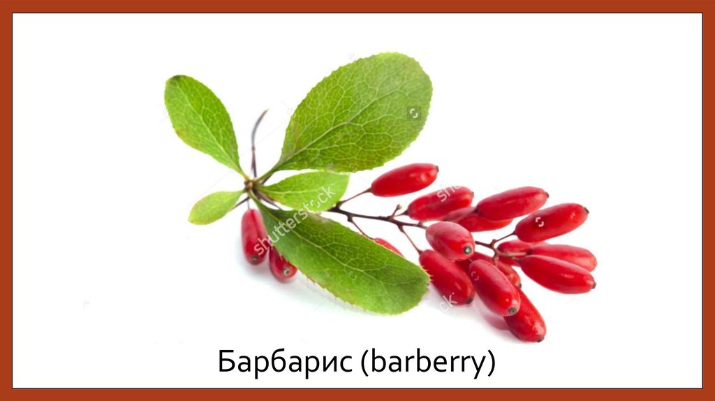 Барбарис (barberry)
