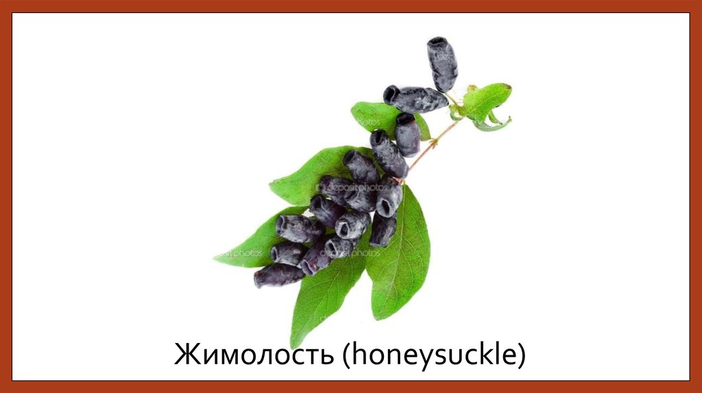 Жимолость (honeysuckle)
