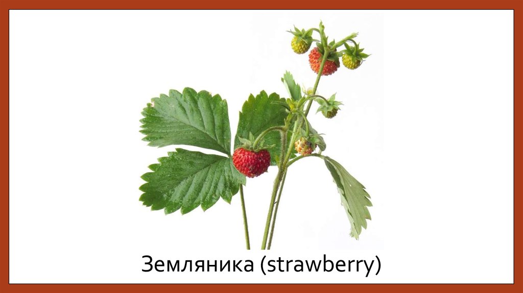 Земляника (strawberry)