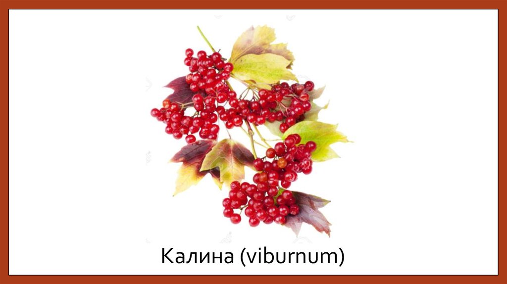 Калина (viburnum)