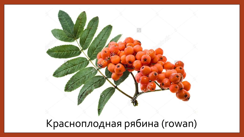 Красноплодная рябина (rowan)