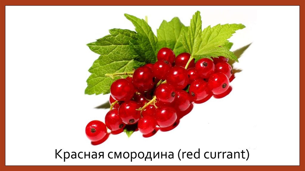 Красная смородина (red currant)