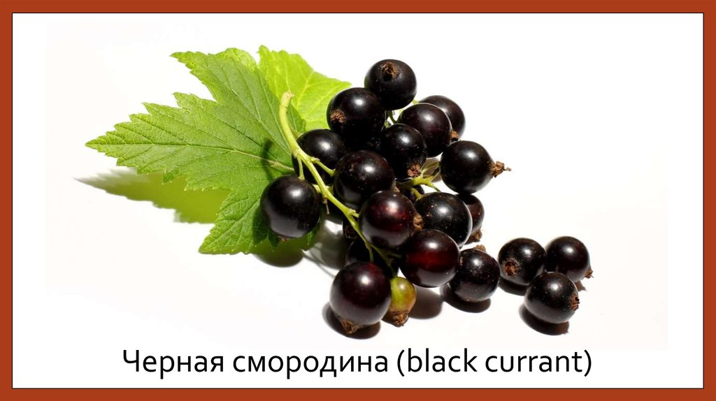 Черная смородина (black currant)