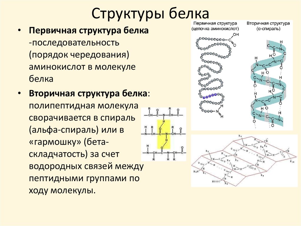 Первичная структура белка называют
