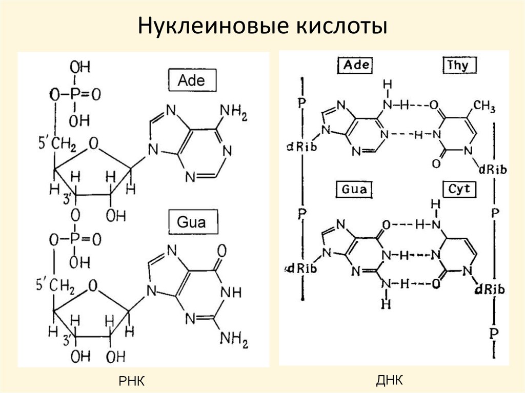 1 нуклеиновые кислоты. Нуклеиновые кислоты формула. Нуклеиновая кислота формула химическая. Строение нуклеиновых кислот рисунок. Нуклеиновые кислоты общая формула химия.