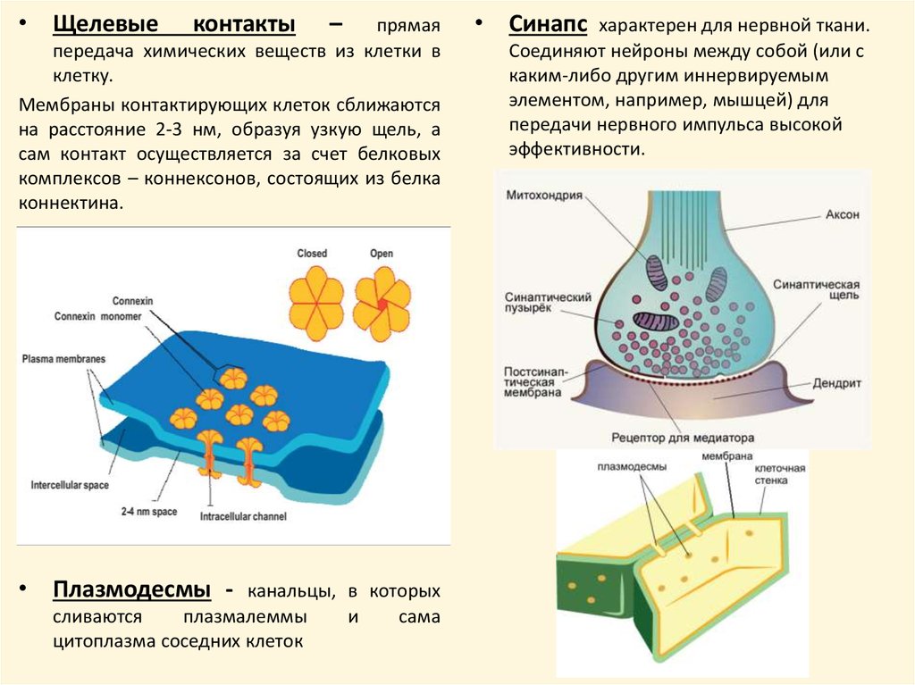 Формирование клеток