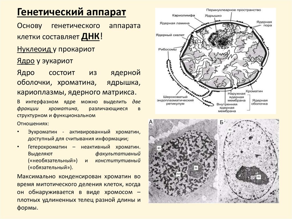 Ядерная мембрана в животной клетке