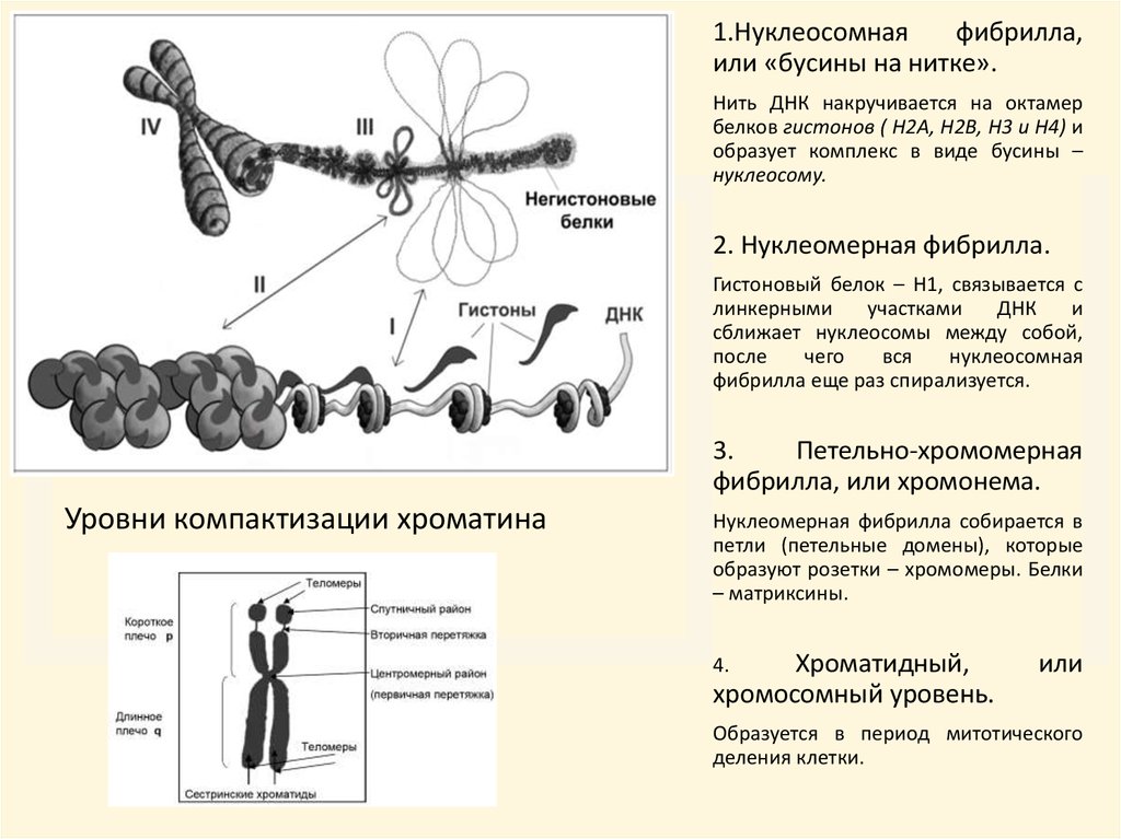 Уровни компактизации хромосом