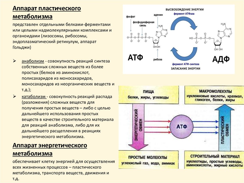 Углевод клеточной стенки