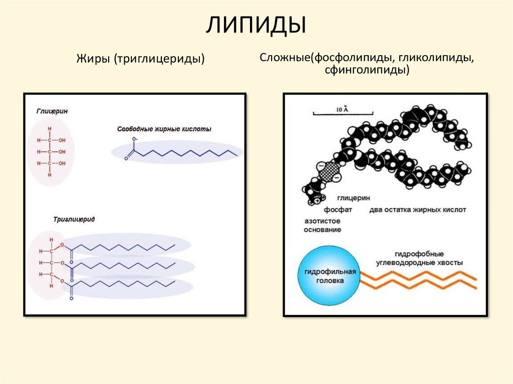 Связи липидов. Схема строения липидов. Структура молекул липидов.