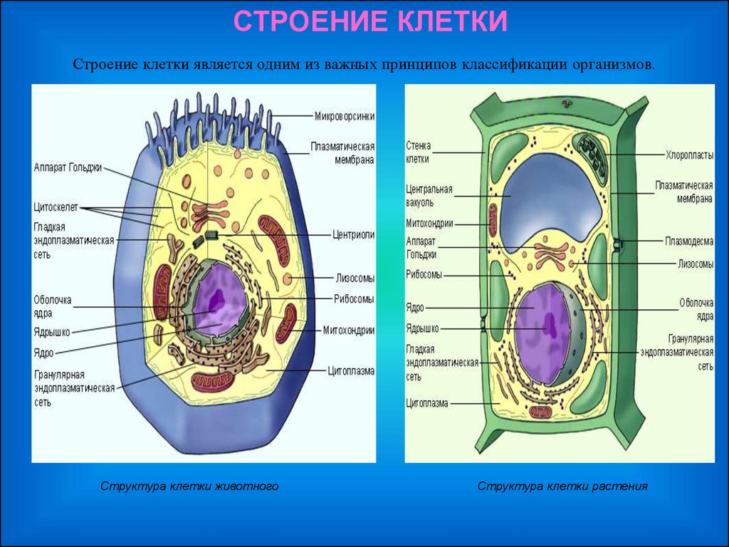 Клетка самое главное. Строение и компоненты животной клетки. Биология 11 класс - структура клетки растений. Строение растительной клетки 10-11 класс. Внешнее и внутреннее строение клетки.