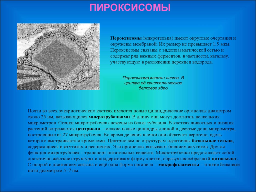 Кристаллическое ядро. Пероксисомы в растительной клетке. Пероксисомы строение. Мембрана пероксисома. Микротельца в растительной клетке.