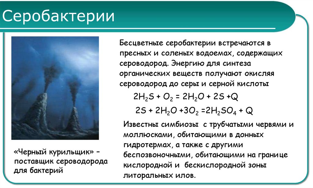 Окисление сероводорода. Серобактерии это хемосинтетики. Хемосинтез серобактерии. Серобактерии примеры. Серобактерии серные бактерии.