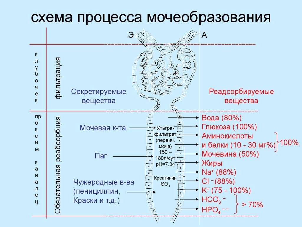 Механизм мочеобразования схема