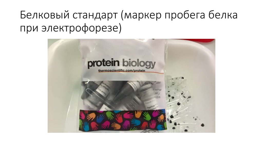 Белковый стандарт (маркер пробега белка при электрофорезе)