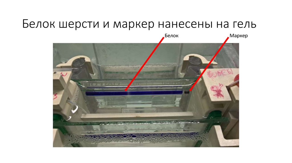 Белок шерсти и маркер нанесены на гель