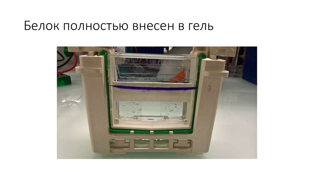 Белок полностью внесен в гель