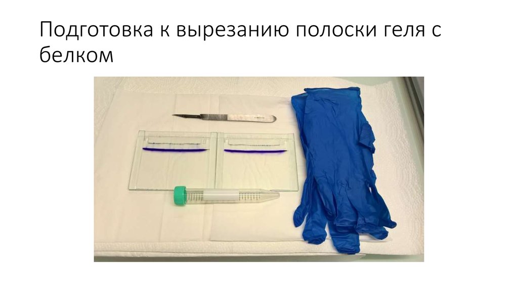 Подготовка к вырезанию полоски геля с белком