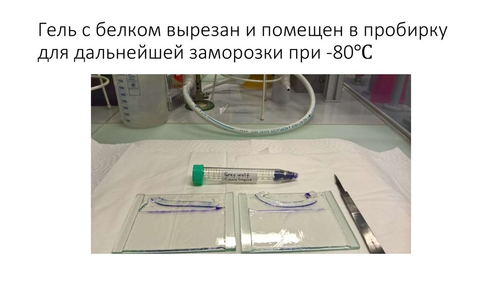 Гель с белком вырезан и помещен в пробирку для дальнейшей заморозки при -80℃
