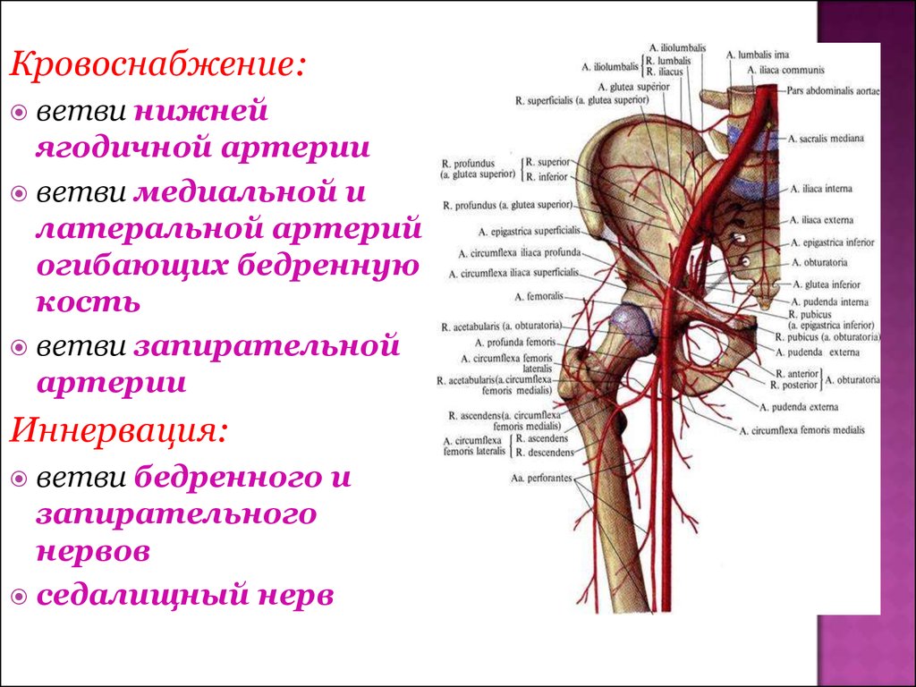 Кровообращение костей. Тазобедренный сустав кровоснабжение и иннервация. Подвздошная артерия Неттер. Таз кровоснабжение и иннерваци. Кровоснабжение и иннервация таза.