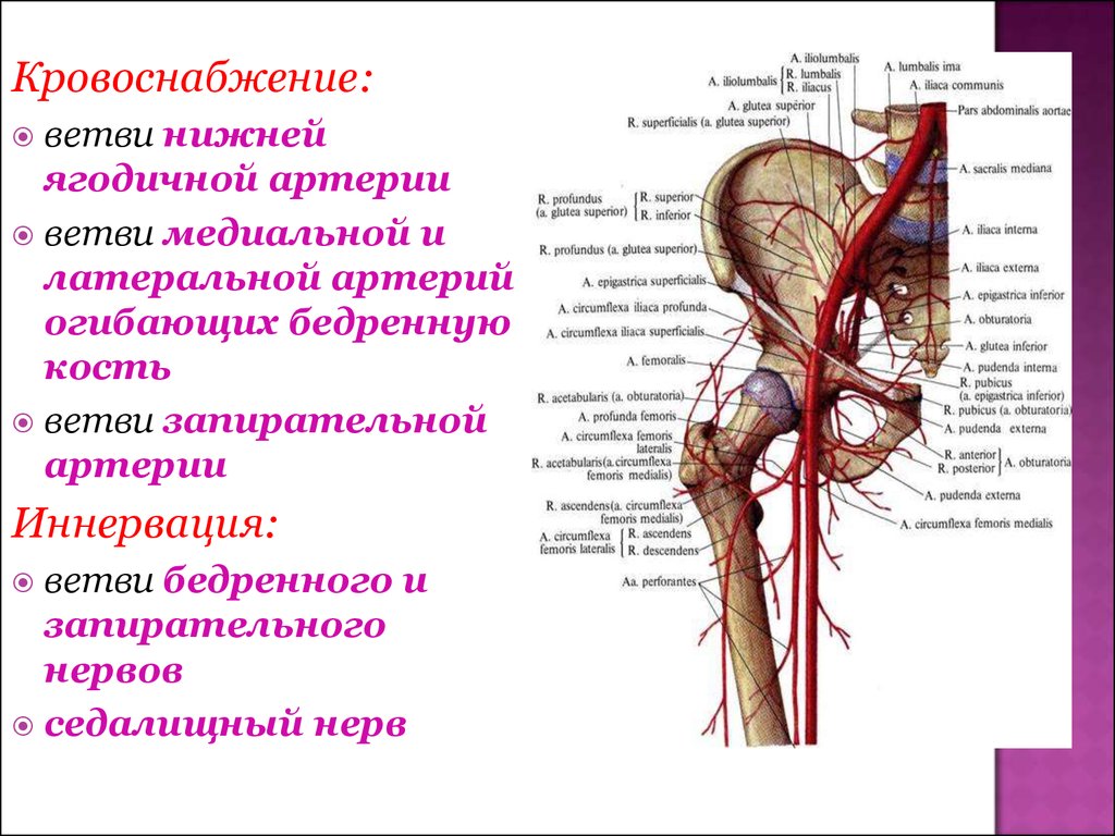 Кровообращение нижних. Кровоснабжение тазобедренного сустава анатомия. Кровоснабжение и иннервация тазобедренного сустава. Запирательная артерия кровоснабжает. Кровоснабжение и иннервация таза.