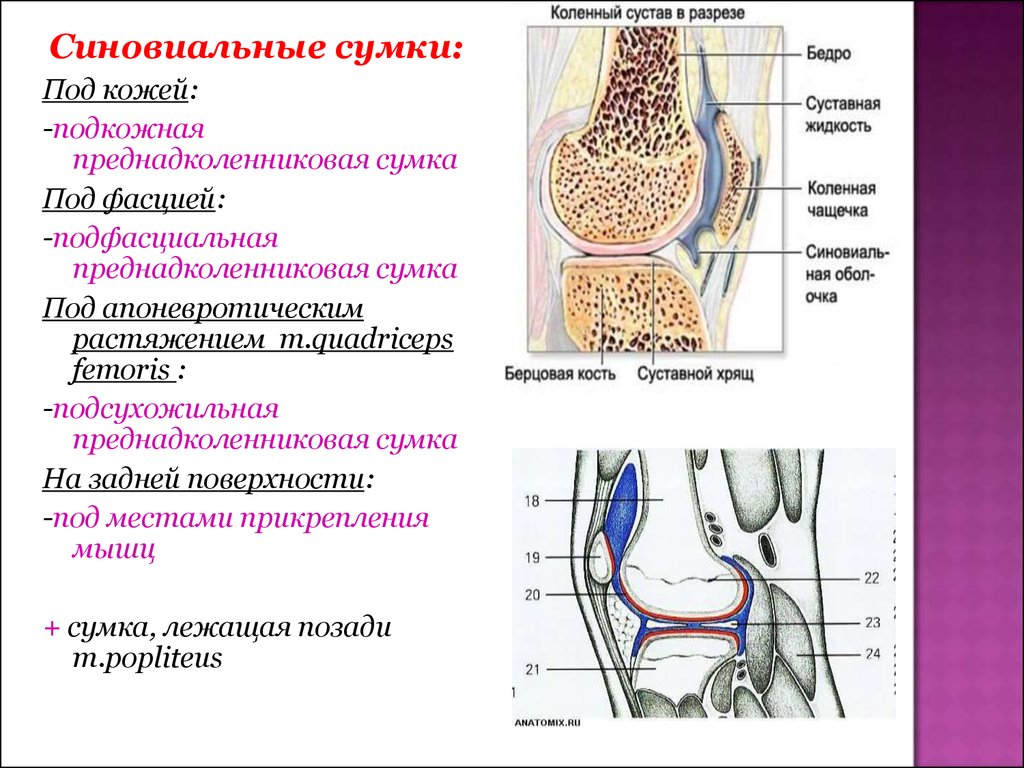 Синовиальная сумка. Верхний заворот коленного сустава анатомия. Синовиальные сумки коленного сустава анатомия. Завороты коленного сустава анатомия. Строение коленного сустава завороты.