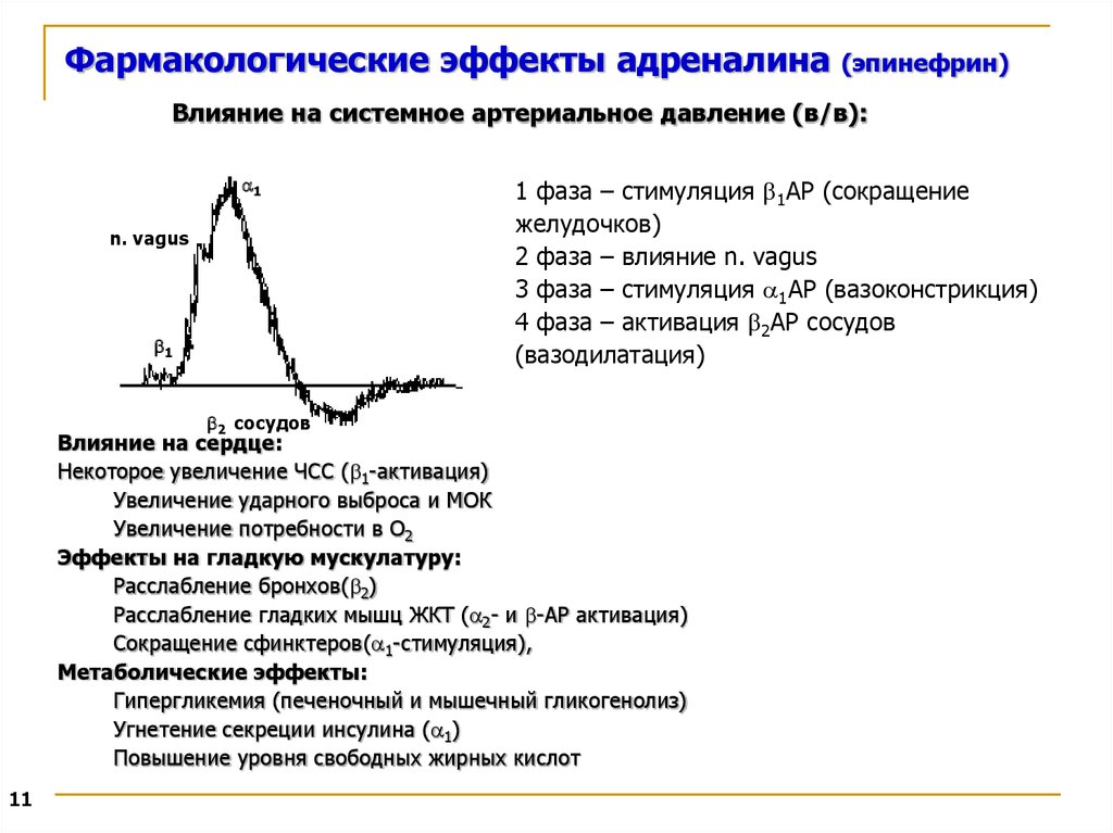 Действие адреналина на сосуды