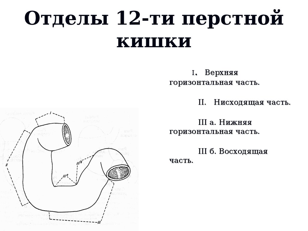 Луковица 12 перстной кишки где находится рисунок