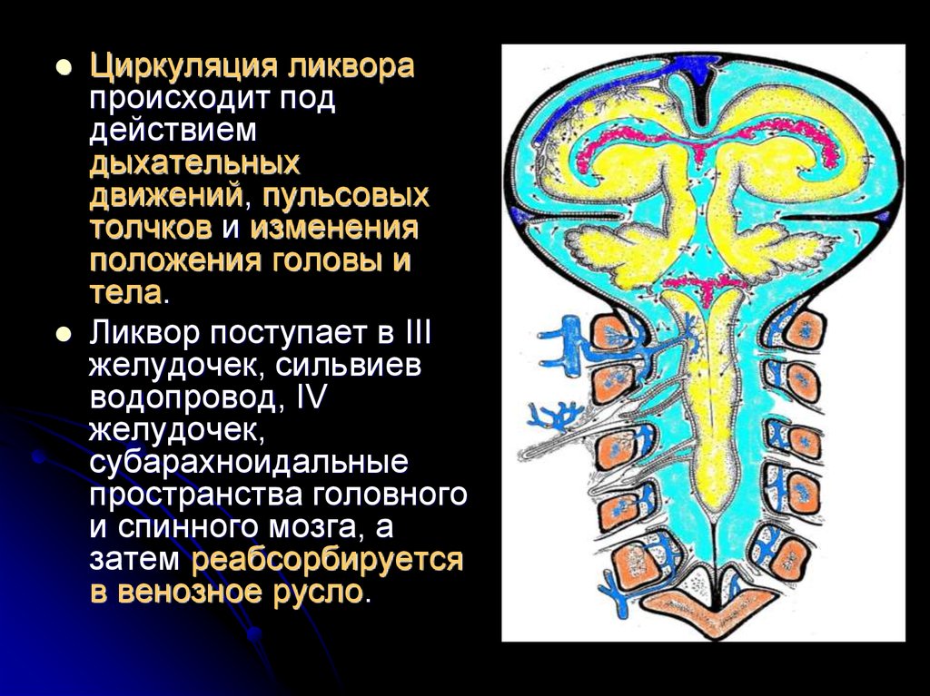 Субарахноидальное пространство головного мозга. Гидроцефалия спинного мозга. Нормотензивная гидроцефалия. Грыжа мозговых оболочек освобождение нерва