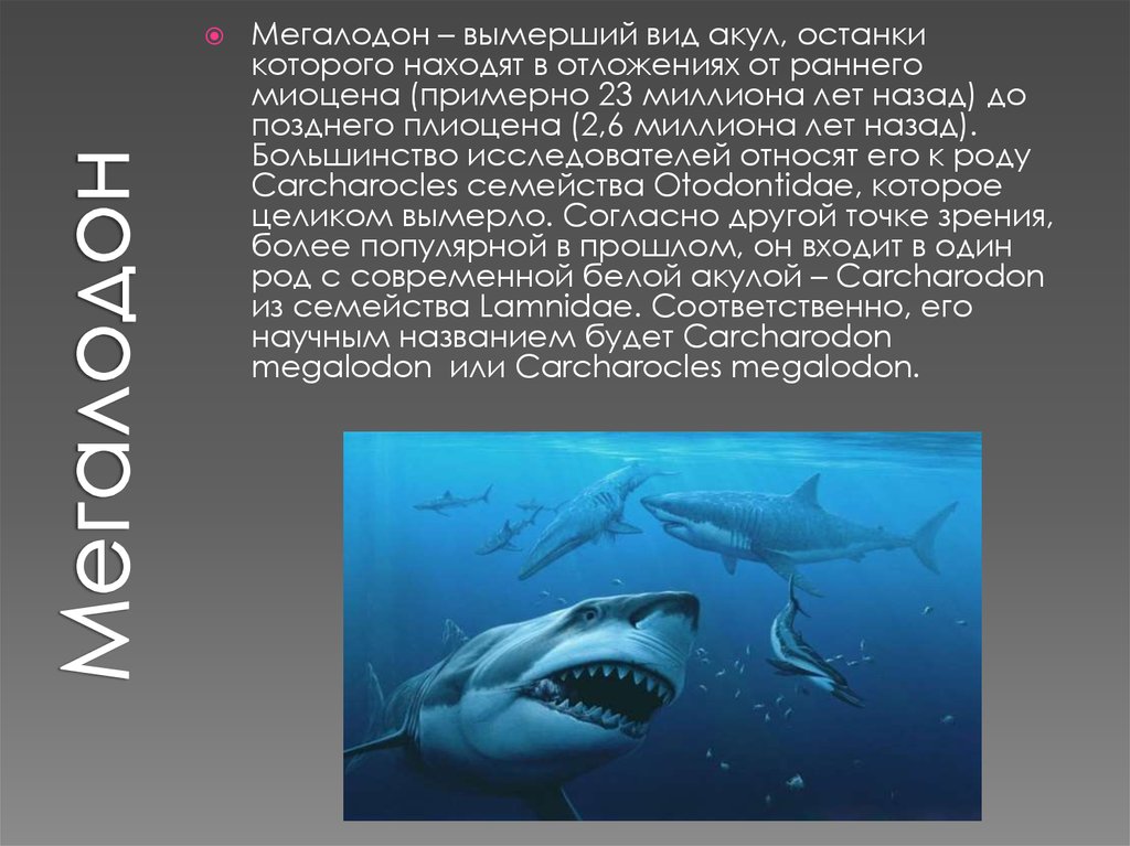 Почему акулы постоянно. Факты про МЕГАЛОДОНА. Факты о акуле МЕГАЛОДОН. Сообщение про МЕГАЛОДОНА. Информация про акулу МЕГАЛОДОН.