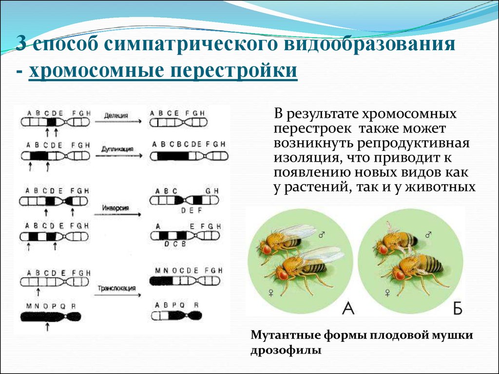 Экологическое видообразование возникает в результате. Симпатрическое видообразование способы. Механизм изоляции Тип видообразования. Симпатрическое видообразование процесс. Этапы экологического видообразования.