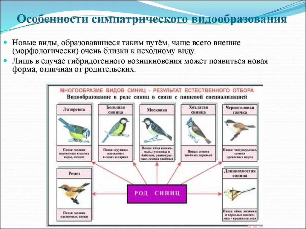 Образование новых видов. Видообразование таблица по биологии 11 класс. Способы видообразования биология 11. Пути видообразования биология таблица. Экологический путь видообразования.