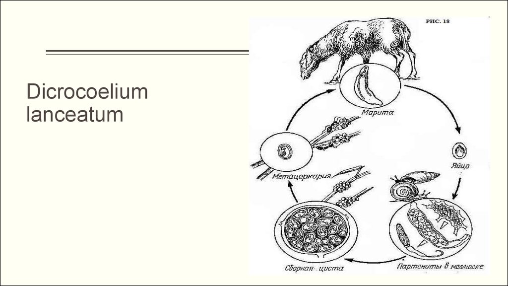 Циста жизненный цикл. Цикл развития ланцетовидной двуустки схема. Dicrocoelium lanceatum цикл развития. Dicrocoelium lanceatum жизненный цикл. Цикл развития ланцетовидного сосальщика.