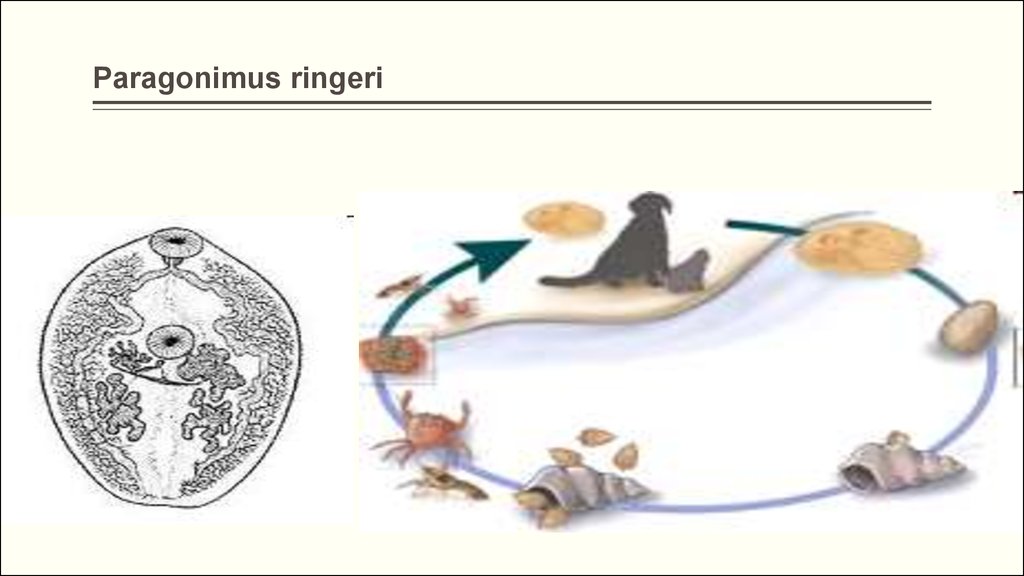 Цикл развития легочного сосальщика. Paragonimus westermani жизненный цикл. Paragonimus Ringeri жизненный цикл. Цикл развития кровяного сосальщика.